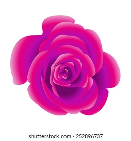 	Single flower of purple rose. Vector.