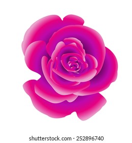 	Single flower of purple rose. Vector.