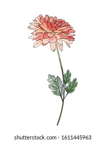 Single flower red chrysanthemum on branch with green leaves. Isolated on white. For realistic floral design, valentines day greeting cards, wedding invitations. Hand drawn. Vector stock illustration.