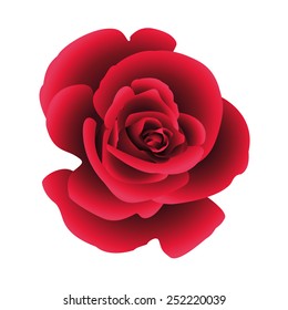 Single flower red rose. Vector.