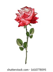 Single flower red and white rose on branch with green leaves. Isolated on white. For realistic floral design, valentines day greeting cards, wedding invitations. Hand drawn. Vector stock illustration.