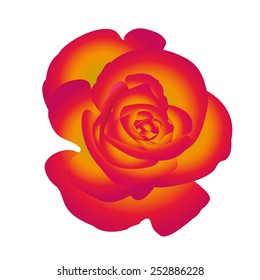 Single flower red yellow rose. Vector.
