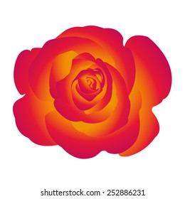 Single flower red yellow rose. Vector.