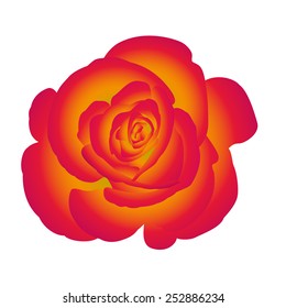 Single flower red yellow rose. Vector.