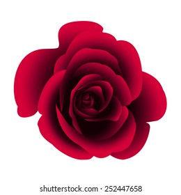 	Single flower rose. Vector.