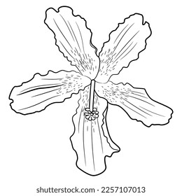 Einzelblume von Seidenfleckenbaum. Blossom von Ceiba speciosa oder Chorisia speciosa Baum. Schwarz-Weiß-Silhouette. Einzige Vektorgrafik.