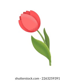Single flower tulip isolated on white background. Cute tulip grainy texture retro style. Cartoon flower tulip noisy brush texture. Spring vector illustration.
