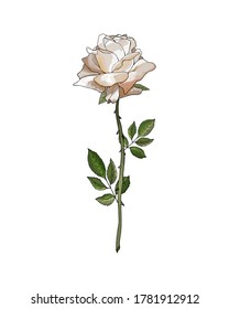 Single flower white rose on branch with green leaves. Isolated on white. For realistic floral design, valentines day greeting cards, wedding invitations. Hand drawn. Vector stock illustration.