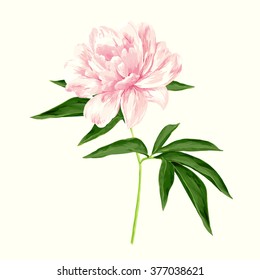 The single flowering light pink peony