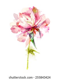The single flowering  pink peony