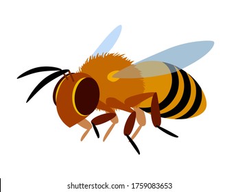 single flying yellow worker honeybee, logo or emblem, symbol of the collective unit, color vector illustration isolated on a white background in cartoon & flat style