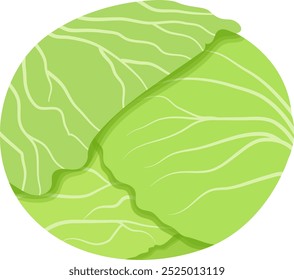 Single Fresh Cabbage Vector Illustration Isolated on White Background