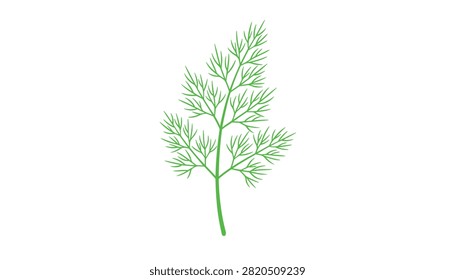 Single fresh green sprig of dill herb with delicate feathery leaves isolated on a plain white background.