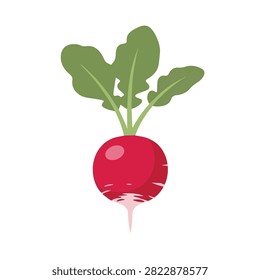 Single fresh red radish vegetable with green leaves vector illustration isolated on white background