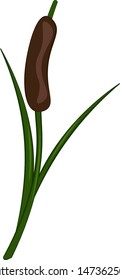 A single fully grown reed in green color, vector, color drawing or illustration.