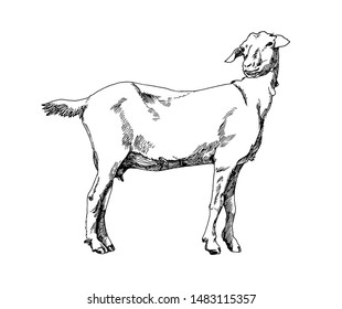 Single goat silhouette. Grazing in a meadow. Vector.