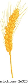 Single golden wheat ear on white background — minimalist vector element symbolizing grain purity and rural simplicity. The vector design highlights detailed grain kernels and slender stalks.