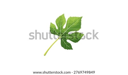 Single green fig leaf with distinct lobed shape and visible veins isolated on white background