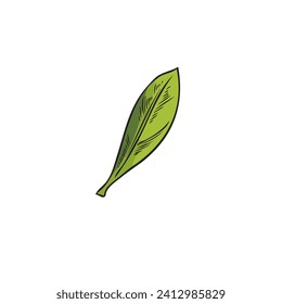 Una hoja verde. Follaje de berry de Acai. Esbozo botánico. Ilustración del vector de color aislado dibujado a mano.