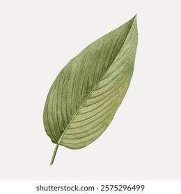 A single green leaf with detailed veins on a light background. The leaf is elongated and textured, showcasing its natural beauty and intricate patterns. Vintage art, isolated vector element.