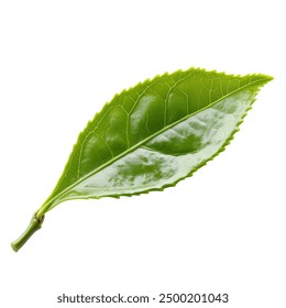 Ein grünes Blatt auf weißem transparentem Hintergrund PNG