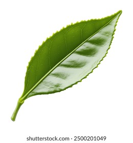 Single Green Leaf on a White Transparent Background PNG