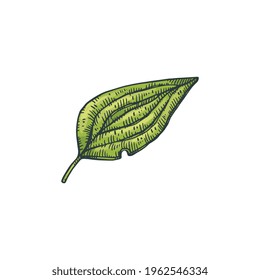 Single green leaf of pepper plant, engraving style vector illustration isolated on white background. Botanical image of pepper leaf for labels and packages of seasoning.