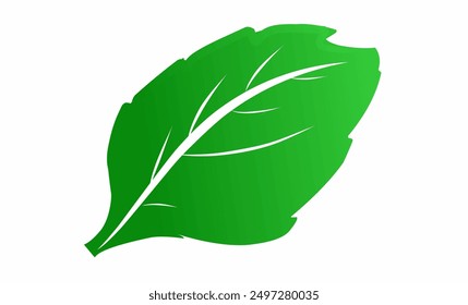 A single, green leaf with a rounded tip and a prominent central vein.