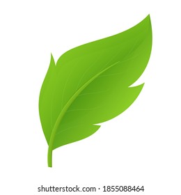 Single green leaf. Vector illustration isolated on white background