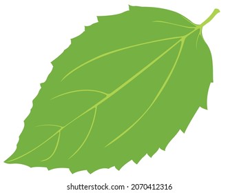 Single green leaf vector illustration