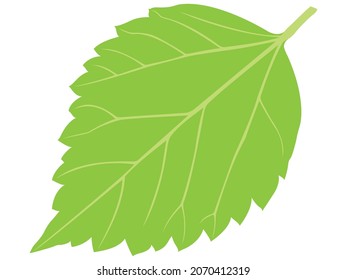 Single green leaf vector illustration