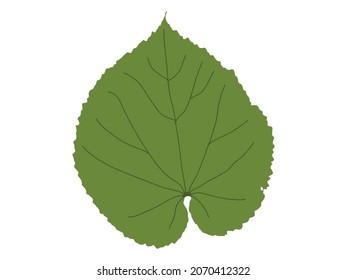 Ilustración vectorial de hoja verde única