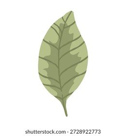 Ilustração vetorial de folha verde única. Elemento botânico de floresta simples em cores pastel isolado no fundo branco.