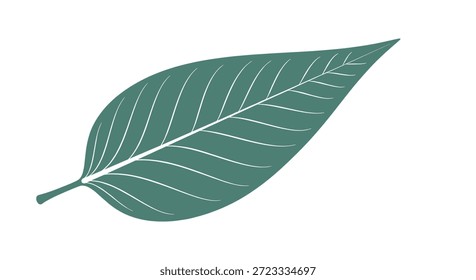 Una sola hoja verde con venas blancas y una punta puntiaguda suave proporciona una representación simple y limpia de la naturaleza y la vida vegetal.