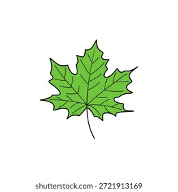 Ilustração de folha de ácer verde única. Design simples e limpo em branco. Natureza, outono e temas do Canadá. Ideal para fundos, ícones e materiais educacionais.