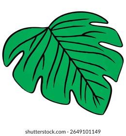 single Green Monstera leaf hand drawn vector outline doodle icon. Vector sketch illustration of monstera leaf for print, web, mobile and infographics isolated on white background.