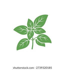 Single Green Shade Basil Plant Vector, Flat Herb Illustration for Culinary Use