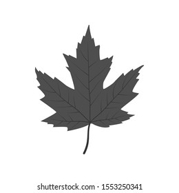 single grey maple leaf vector illustration design template