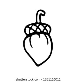 Single hand drawn acorn for autumn decoration. Doodle vector illustration. Isolated on white background