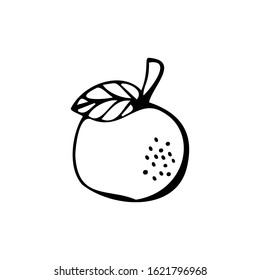 Single hand drawn apple isolated on a white background. Doodle, simple outline illustration.