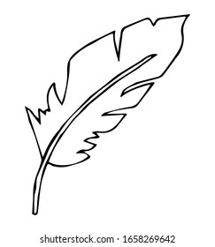 Pluma de pájaro dibujada a mano única para tarjetas de felicitación, afiches, diseño de cómics. Aislado sobre fondo blanco. Ilustración vectorial de Doodle.