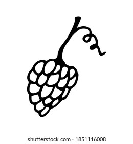 Single hand drawn bunch of grapes for greeting cards, posters, recipe, culinary design. Isolated on white background. Doodle vector illustration.