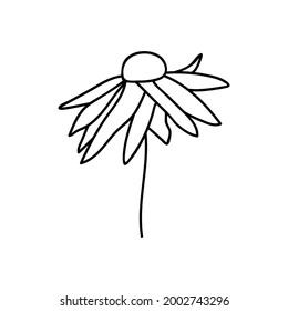 Chamomila dibujada a mano única. Ilustración del vector Doodle. Aislado sobre un fondo blanco.