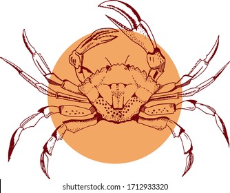 Single hand drawn element of a crab on orange circle. Doodle hand-draw illustrations in vector. Design for background, packaging, weddings, fabrics, textiles, wallpaper, website, postcards.