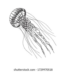 Single hand drawn element of a jellyfish. Doodle hand-draw illustrations in vector. Design for background, packaging, weddings, fabrics, textiles, wallpaper, website, postcards.