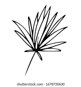 Hojas tropicales exóticas dibujadas a mano. En el estilo de doodle, el contorno negro aislado en un fondo blanco. Elemento lindo para tarjetas, afiches, banners de medios sociales, pegatinas. Ilustración vectorial.