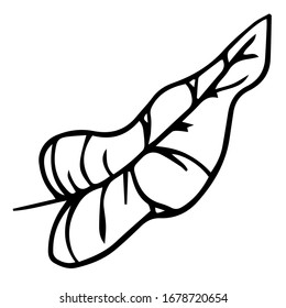 Single hand drawn exotic tropical leaf. In doodle style, black outline isolated on a white background. Cute element for cards, posters, social media banners, stickers. Vector illustration.