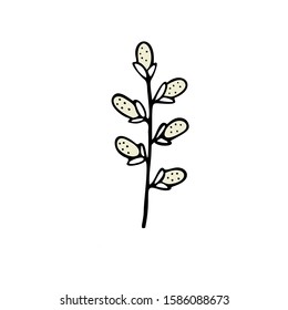 Single hand drawn floral element, willow twig on a white isolated background. Doodle, simple outline illustration.
