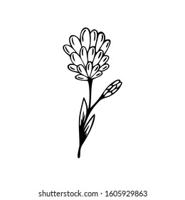 Single hand drawn floral element on a white isolated background. Doodle, simple outline illustration.
