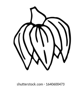 Single hand drawn  flower bud. Doodle vector illustration. Floristic element for greeting cards, posters, stickers and seasonal design. Isolated on white background